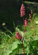 IMG_4489