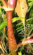 IMG_4491