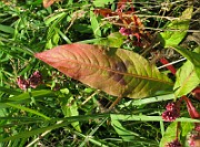 IMG_4495