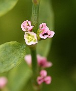 IMG_0424