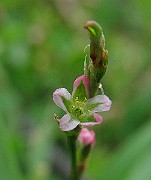 IMG_3531