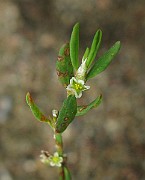 IMG_3931