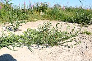IMG_6078
