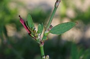 IMG_6081