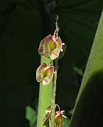 IMG_7131
