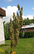 IMG_7142