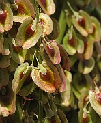 IMG_7146