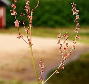 IMG_1005