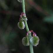 IMG_1511