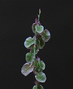 IMG_1516