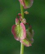 IMG_3792
