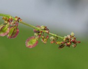 IMG_3803