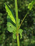 IMG_3804