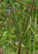 IMG_6303