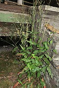 IMG_7137