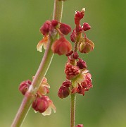 IMG_6331d