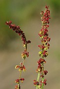 IMG_7200