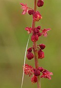 IMG_6329b