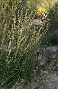IMG_7186