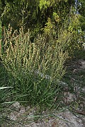 IMG_7187