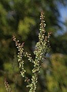 IMG_7188