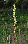 IMG_2621