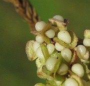 IMG_9786