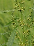 IMG_0508