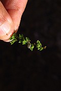 IMG_2591