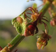IMG_8929