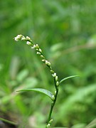 Persicaria hydropiper