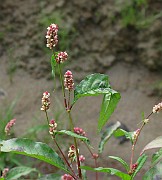 Persicaria lapathifolia subsp. lapathifolia