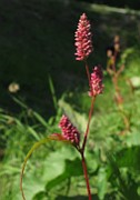 Persicaria maculosa