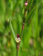 Polygonum aviculare subsp. aviculare