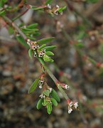 Polygonum aviculare subsp. neglectum