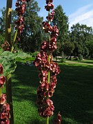 Rheum palmatum