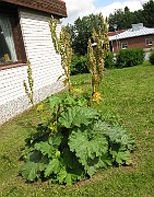 Rheum rhabarbarum