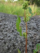 Rumex crispus