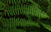 IMG_5915