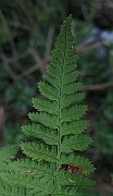 IMG_4945