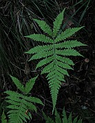 IMG_4858