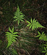 IMG_4861