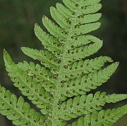 IMG_4891