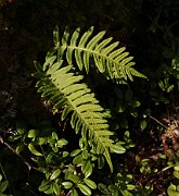 Polypodium vulgare