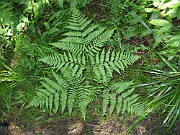 Pteridium aquilinum