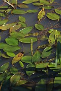 IMG_0052