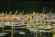 IMG_0976