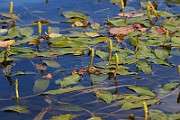 IMG_0979