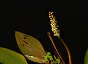 IMG_0980