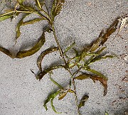 IMG_0998